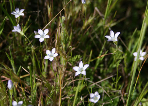 sabbatical⭐︎GILIA SABBATICAL GILIA Sandstone – WAFUU JAPAN